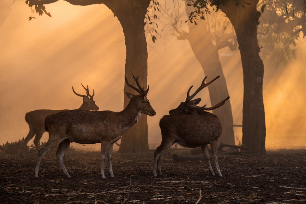 7f66272715b1726785a470b81f60d3dc_1759504