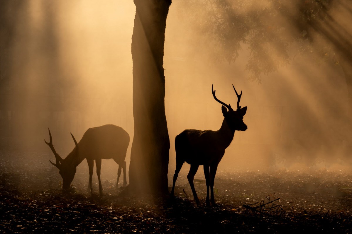 a899c22b7665293c0961f218f8e5df9a_1759496